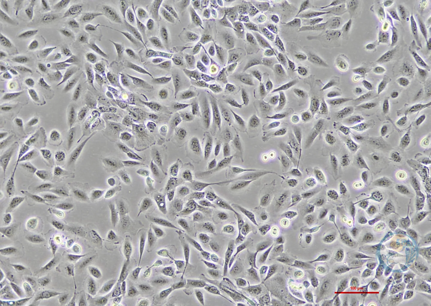 人正常乳腺上皮细胞 MCF 10A
