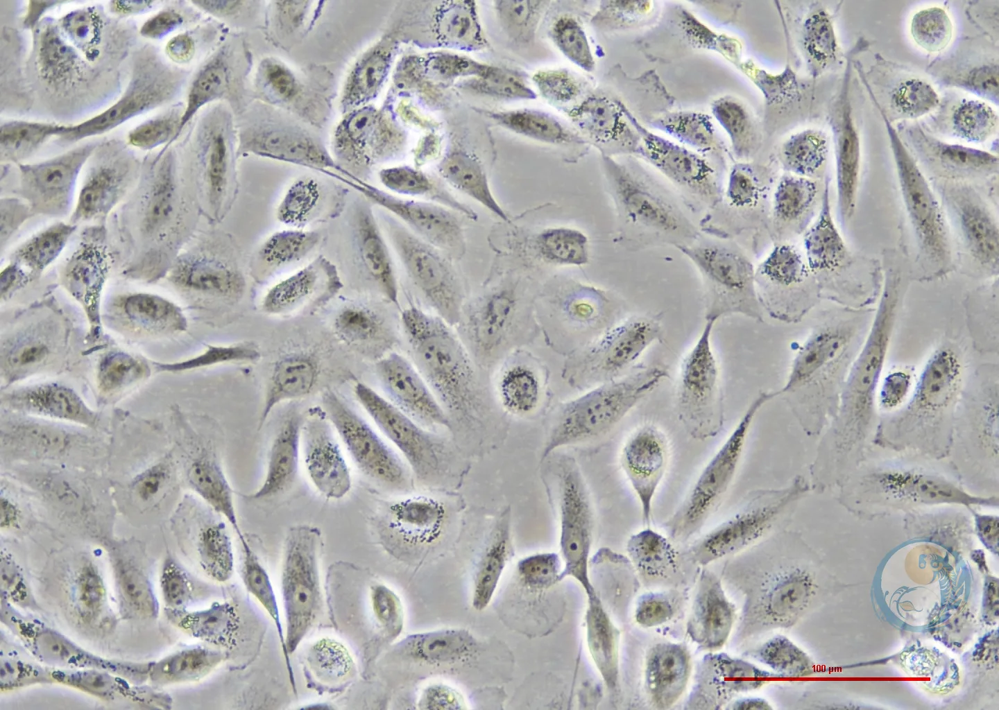 人正常乳腺上皮细胞 MCF 10A 2