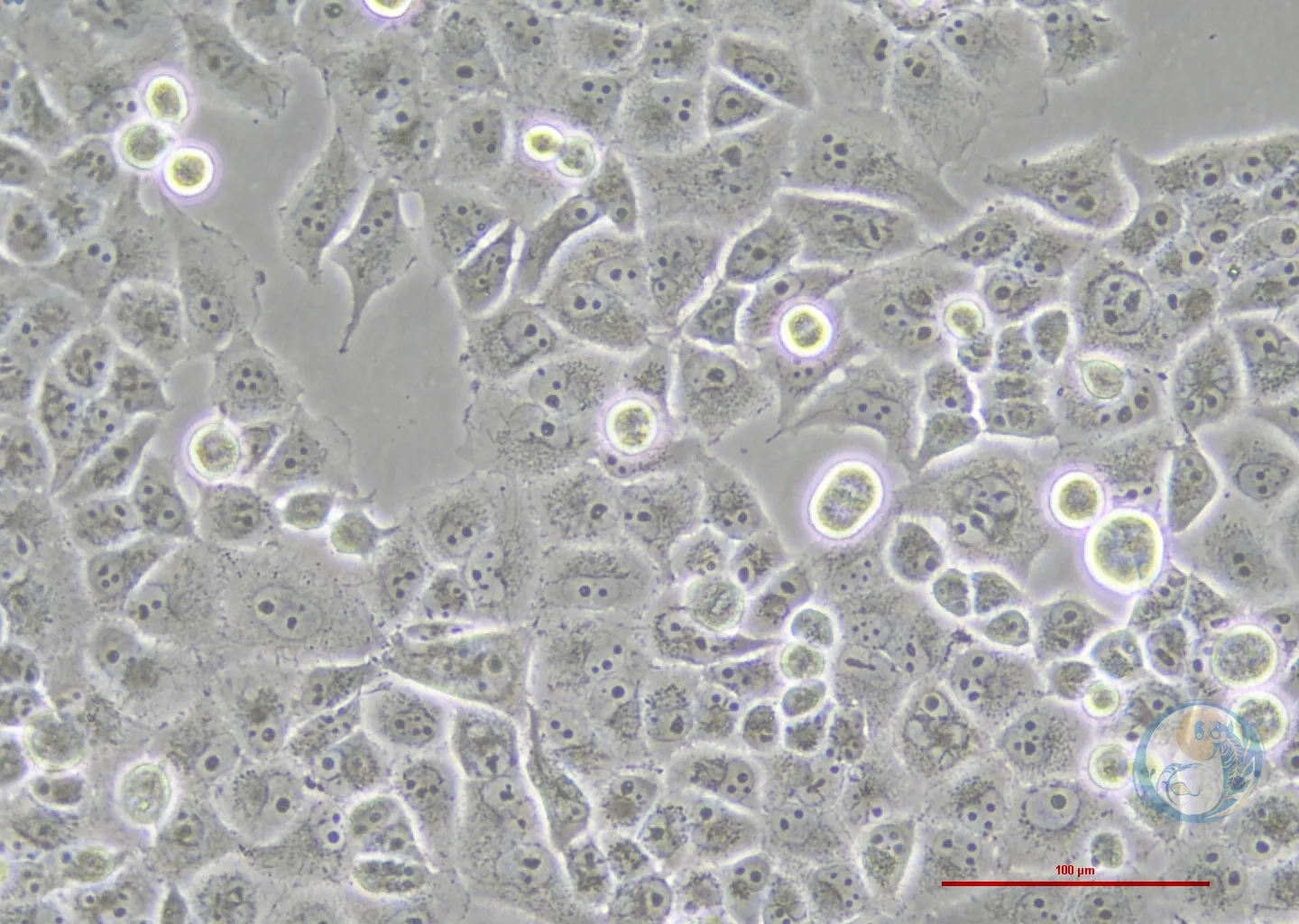 人胰腺癌细胞荧光素酶稳转株 PANC-1-LUC 2